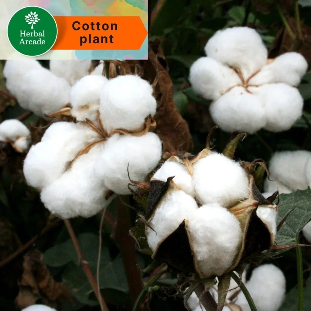 benefits of cotton Herbal Arcade