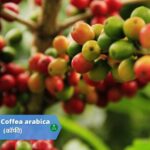 कॉफ़ी (Coffee)