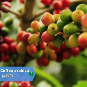 benefits of coffee Herbal Arcade
