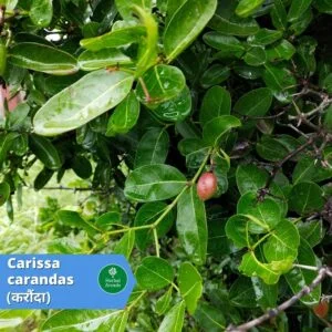 benefits of karonda Herbal Arcade