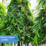 अशोक: स्त्री रोगों में सर्वोत्तम औषधि (Ashok: Common Names | Benefits | Usages)
