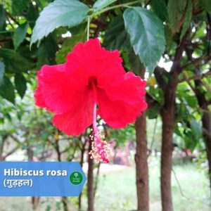 benefits of gudhal Herbal Arcade
