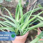Aloe Vera (Aloe barbadensis) (ग्वारपाठा) | Introduction | Benefits | Usage