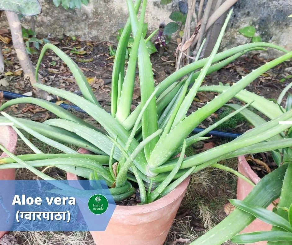 benefits of aloevera Herbal Arcade