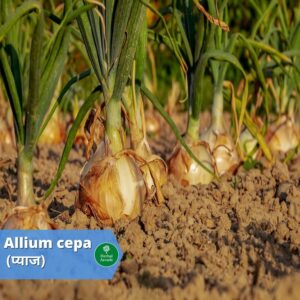 benefits of onion Herbal Arcade