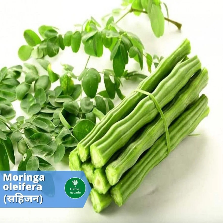 benefits of moringa Herbal Arcade