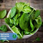 पालक (Palak)