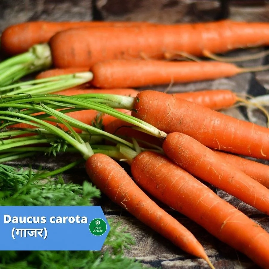 benefits of carrot Herbal Arcade