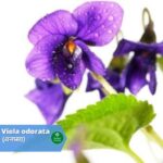 वनप्सा (Vanapsa)