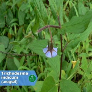 benefits of adhahpushpi Herbal Arcade