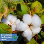 कपास (Cotton seed): 19 आयुर्वेदिक उपयोग व घरेलु नुस्खे(Cotton: benefits, usages)