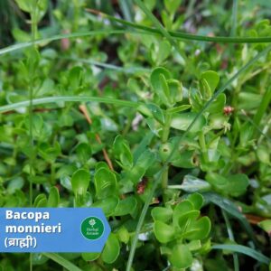 benefits of brahmi Herbal ARcade