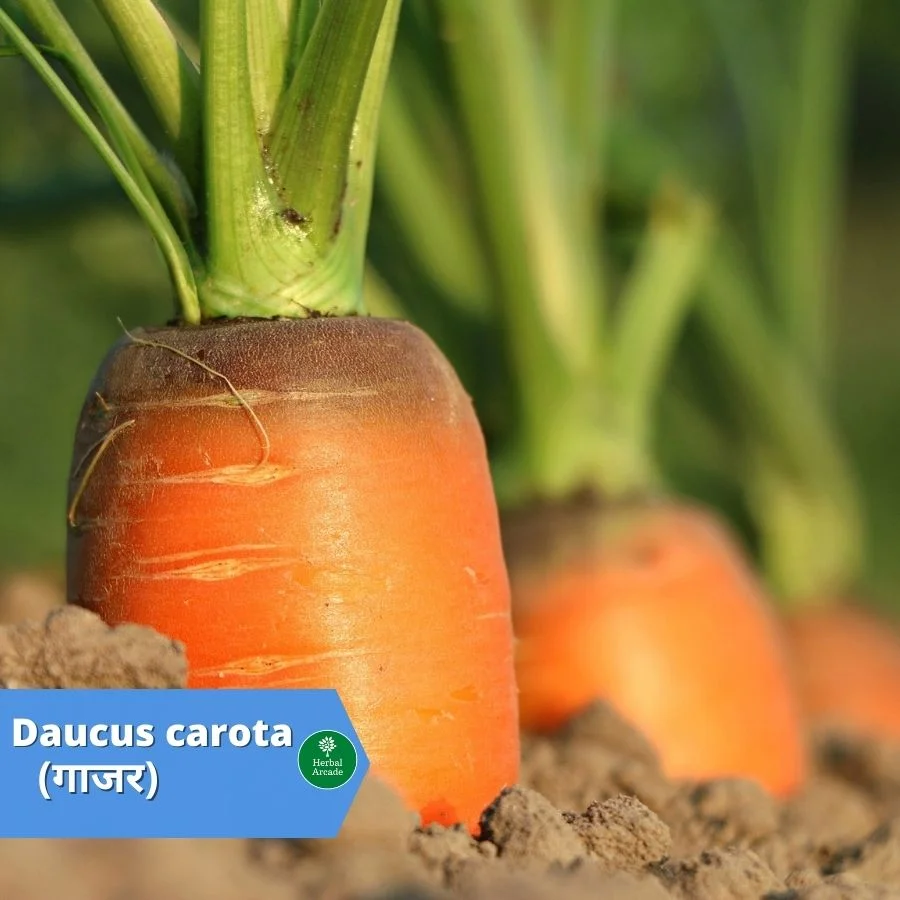 benefits of carrot Herbal Arcade