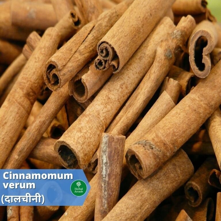 benefits of dalchini Herbal Arcade