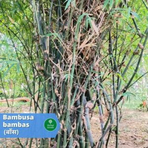 baans ke fayde Herbal Arcade