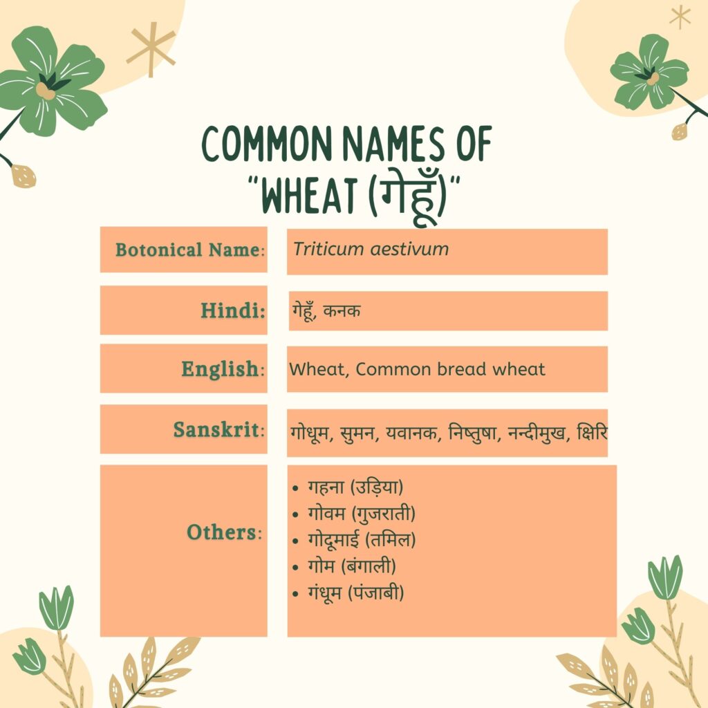 common names of wheat Herbal Arcade