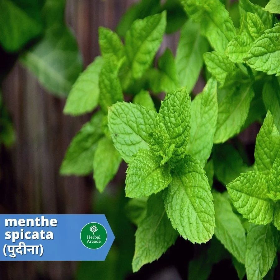 benefits of mint Herbal Arcade