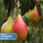 नाशपती: क्या आप जानते है इस रसीले फल के है बेहिसाब फायदे (Pear: benefits and Usages)
