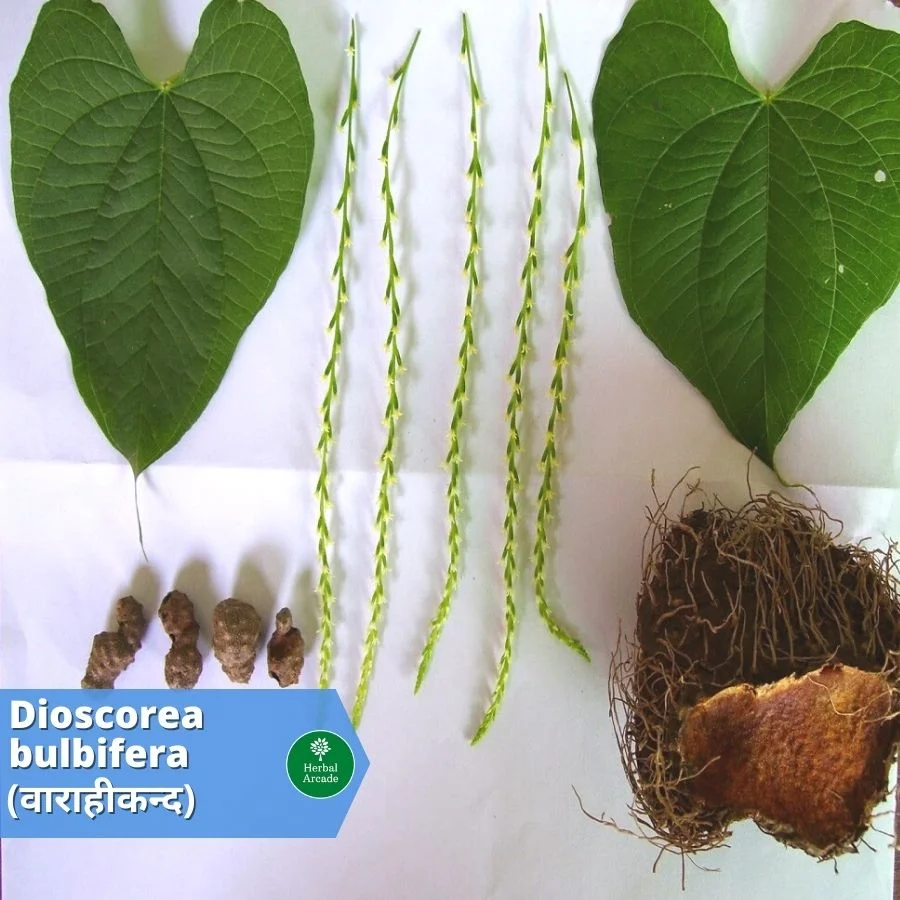 benefits of varahi kand Herbal Arcade