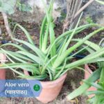 ग्वारपाठा (Aloevera):आयुर्वेद का उपहार है ये औषधि जाने इसके 20 औषधीय प्रयोग (Benefits and usage)