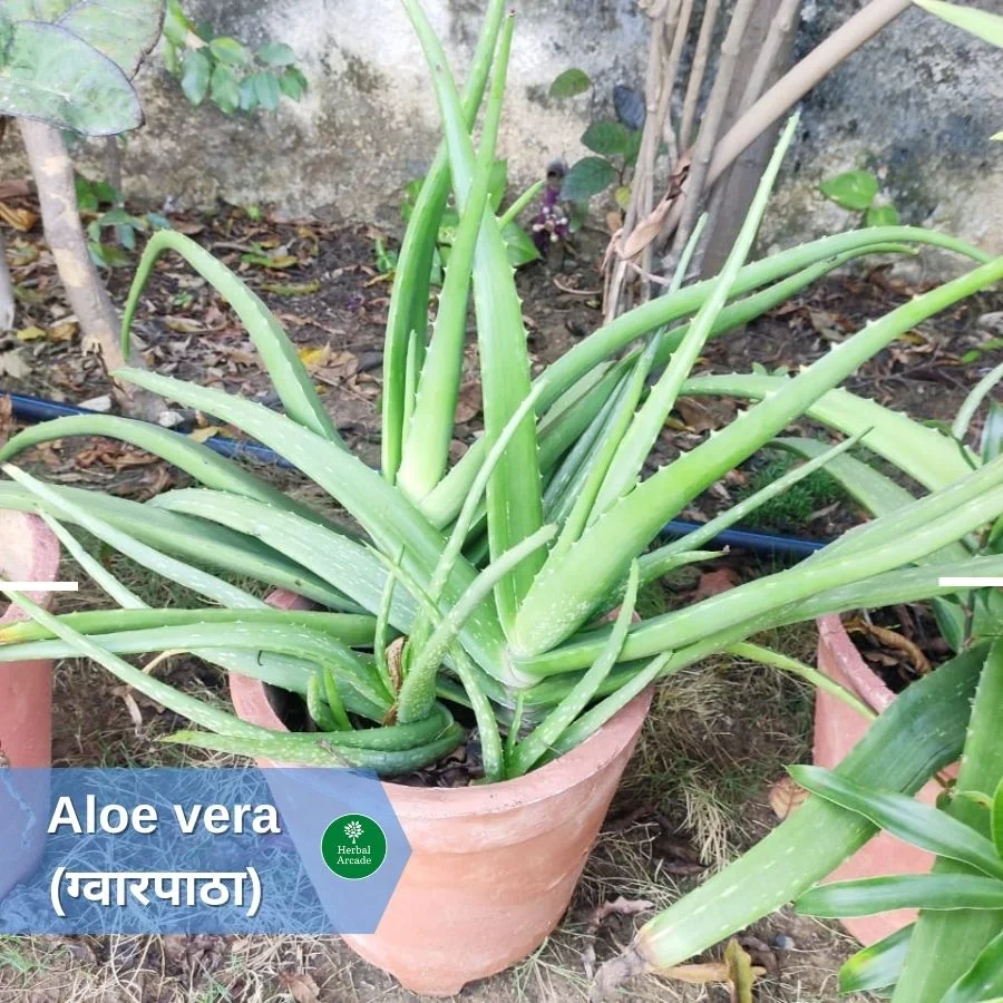 Aloevera benefits in hindi Herbal Arcade