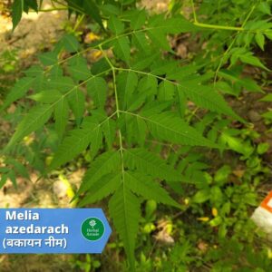 benefits of neem bakayan Herbal Arcade