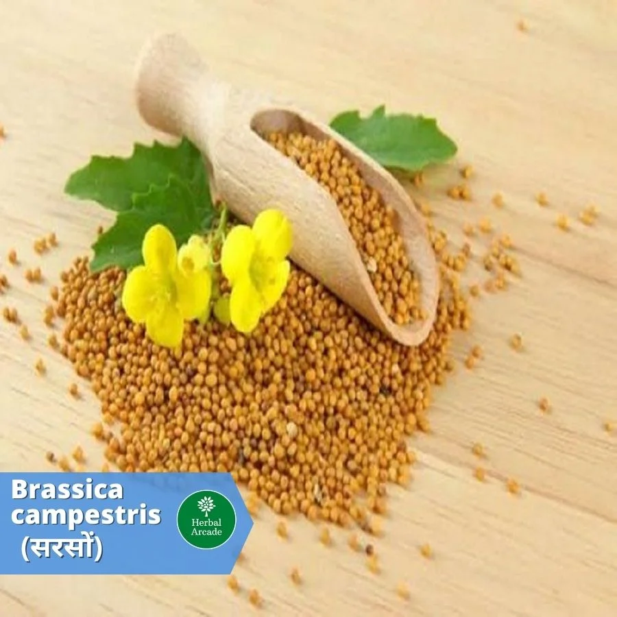 benefits of mustard Herbal Arcade