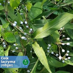 Benefits of gavedhuka Herbal Arcade