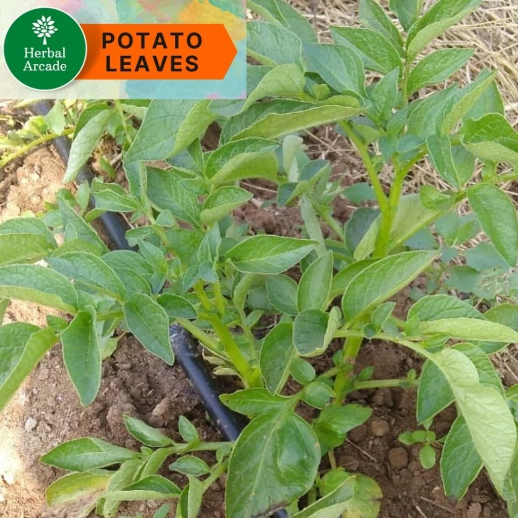 BENEFITS OF POTATO IN HINDI HERBAL ARCADE