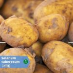 आलू (Potato): इसकी सब्जी होती सभी को पसंद आइये जाने आलू के 12 फायदे (benefits, usages)
