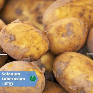 Benefits of potato Herbal Arcade