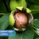 अखरोट (Walnut): 24 से ज्यादा फायदे है इस सुखेमेवे के (Benefits and Usage)