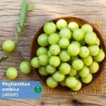 आंवला (Amla): आंवले के 33 स्वास्थ्यप्रद घरेलु नुस्खे जो आपको जानना जरूरी है (Benefits, dosages)