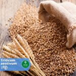 गेहूं (Wheat)