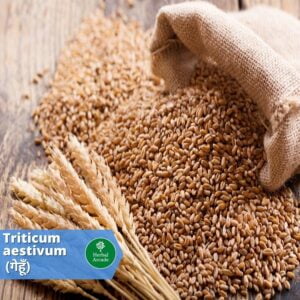 benefits of wheat Herbal Arcade