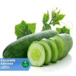 खीरा (Cucumber)