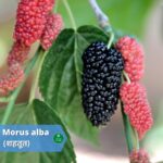 शहतूत (Mulberry): ये रसीला फल है गुणों का पिटारा आइये जाने (Benefits and Usage)
