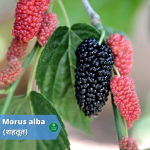 शहतूत mulberry fruit shades benefits Herbal Arcade