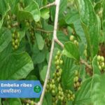 वायविडंग (Vaividang)