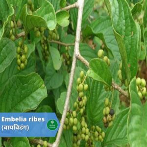 benefits of vaividang Herbal Arcade