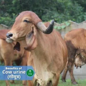 गोमूत्र (Gomutra) के चौंका देने वाले फायदे जाने यहाँ