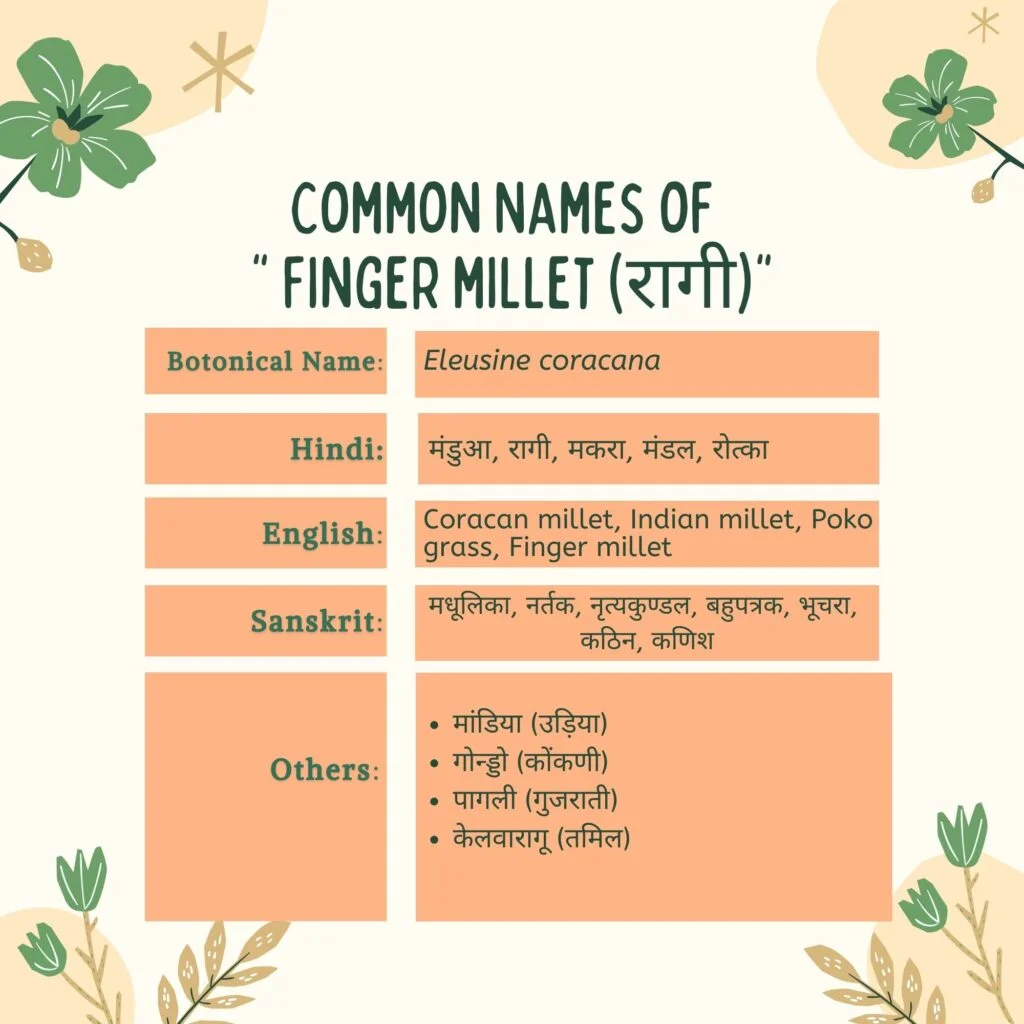 रागी के सामान्य नाम Herbal Arcade