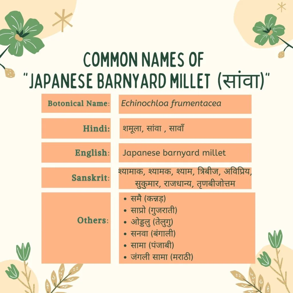 सांवा के सामान्य नाम Herbal Arcade