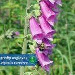 हृत्पत्री : Foxglove(Introduction, Benefits and Usages)