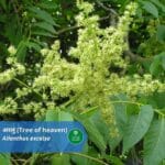 अरलु :Arlu(Introduction, Benefits, Usages)