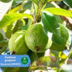 अमरूद: इस लजीज फल के ढेर सारे फायदे आइये जाने इसके 25 प्रयोग (Guava: 25 Benefits, usages)