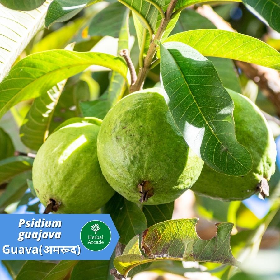 #Guava #HerbalArcade