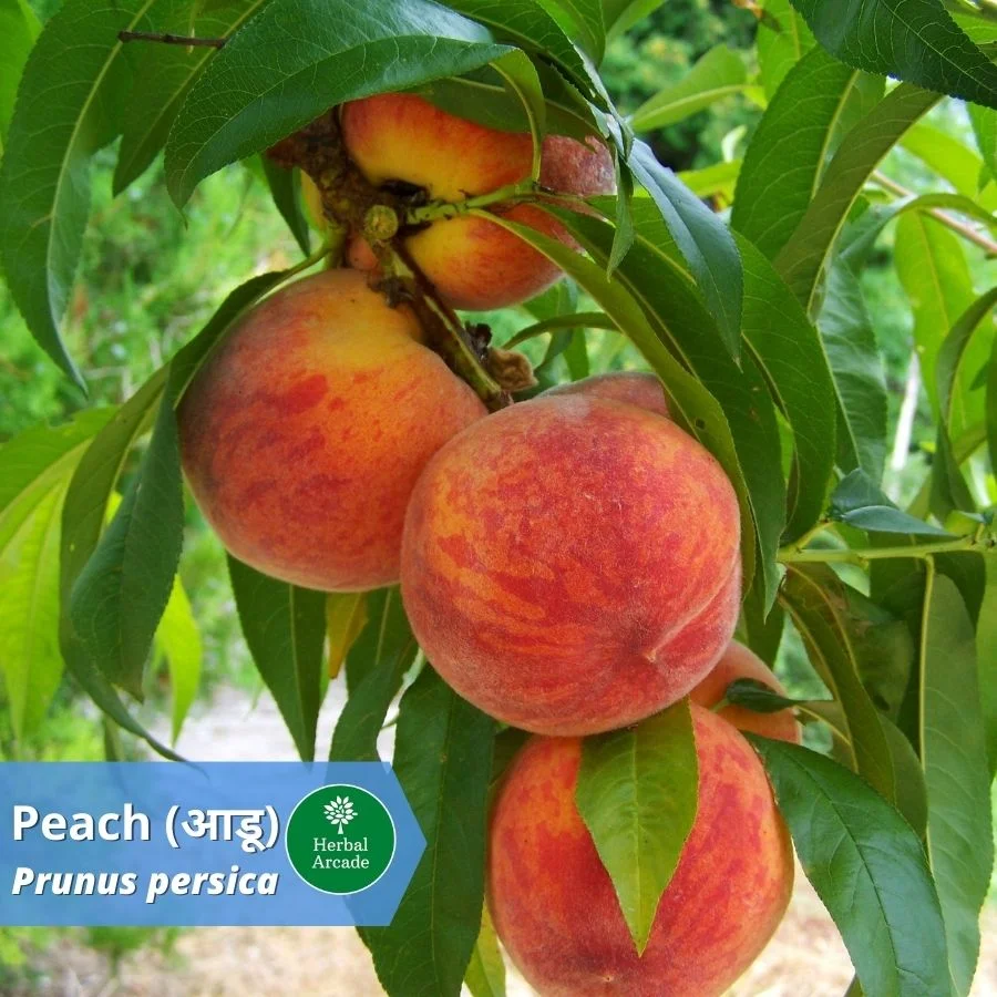 Peach Fruit Aadu @HerbalArcade