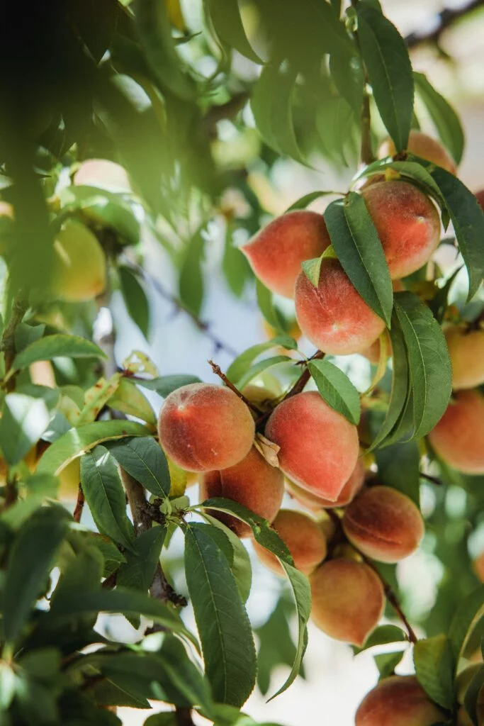 Peach Fruit Aadu @HerbalArcade