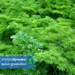 अजमोदा (Ajmoda): आपके किचन से बेहतर स्वस्थ रहने के 27 घरेलु प्रयोग (Ajmoda: Benefits and Usage)